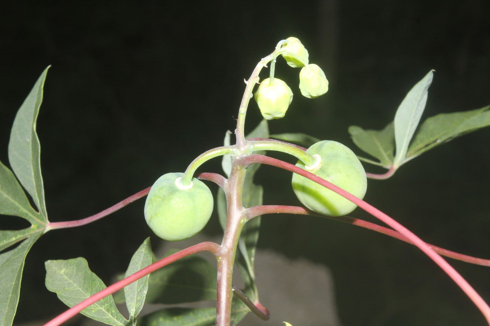 Manihot aesculifolia 2