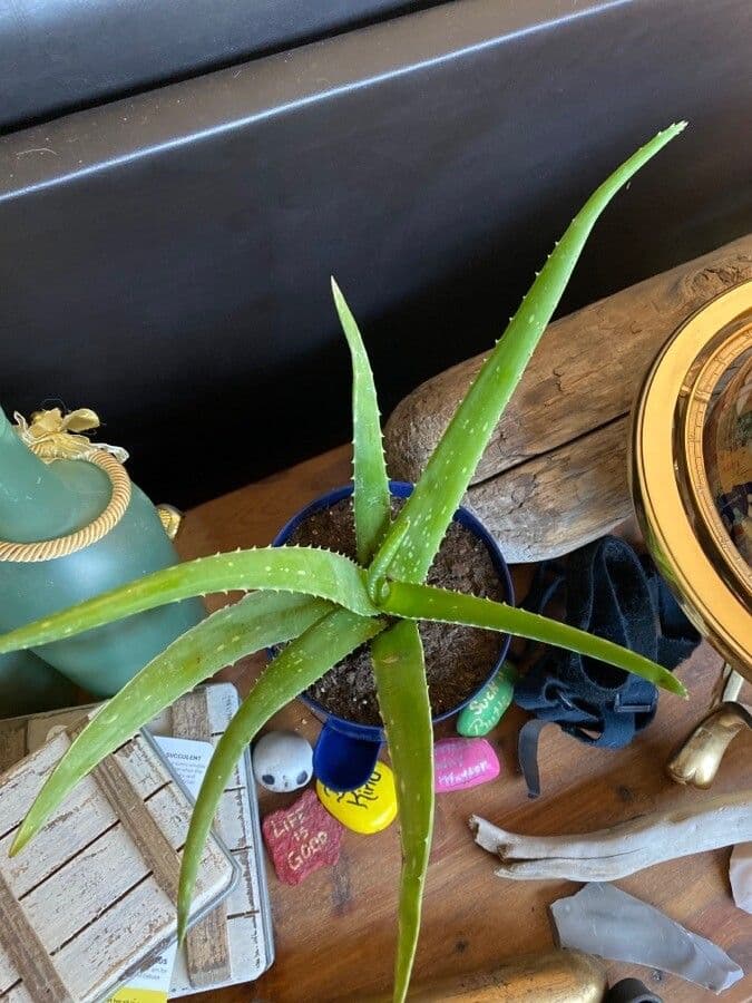 Aloe 11