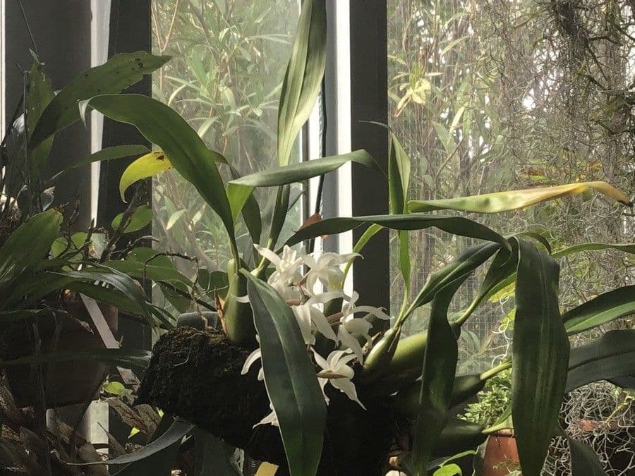 Coelogyne 3