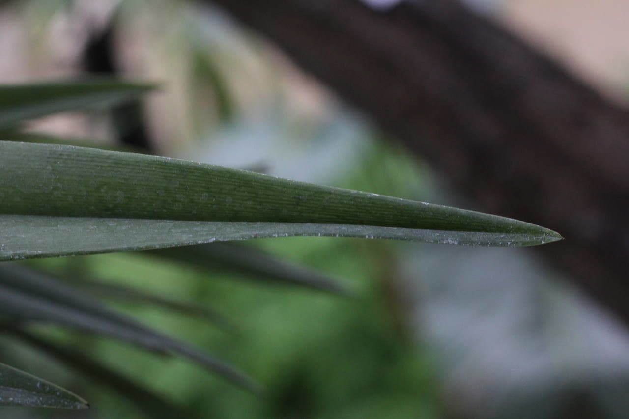 Octomeria 9
