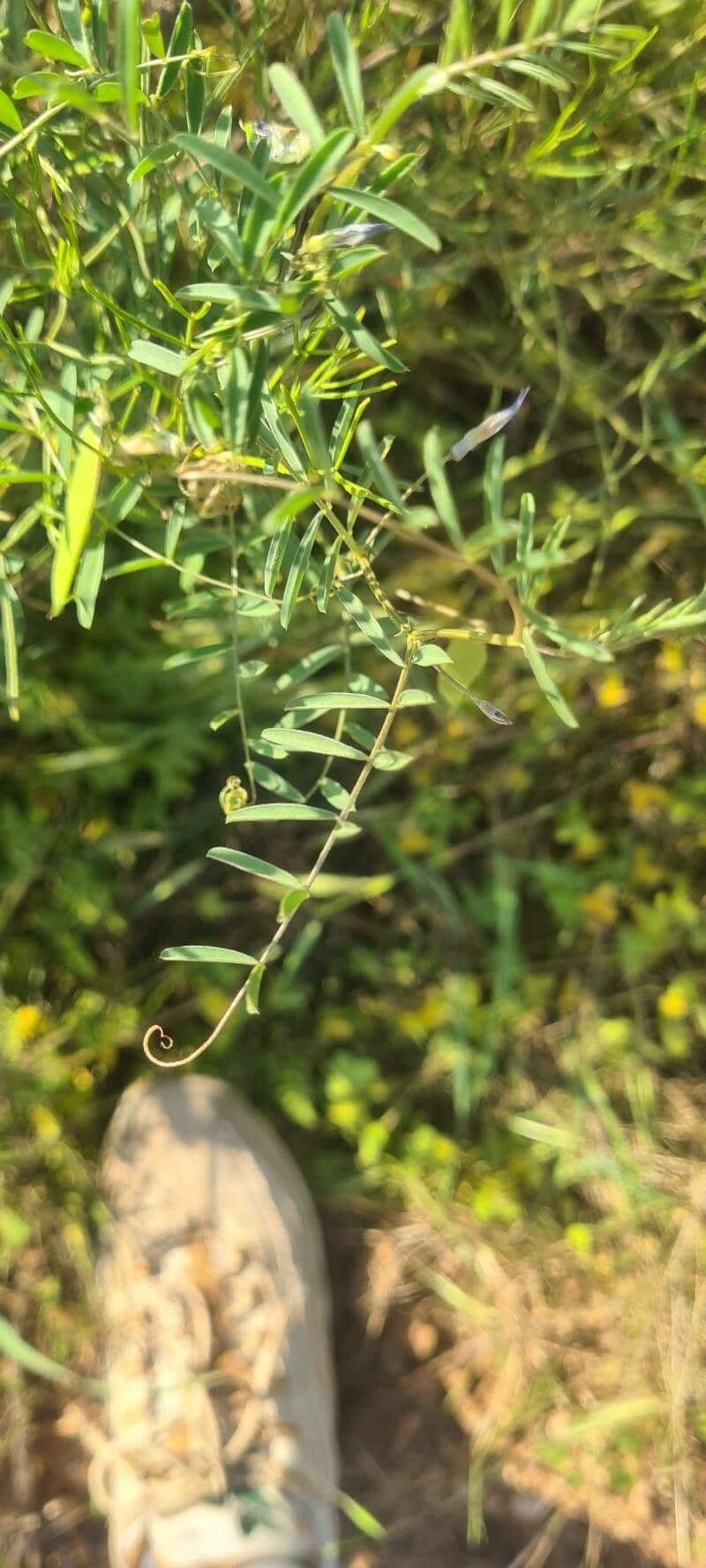 Vesce à une fleur 17