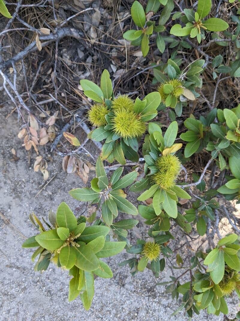 Chrysolepis sempervirens 11