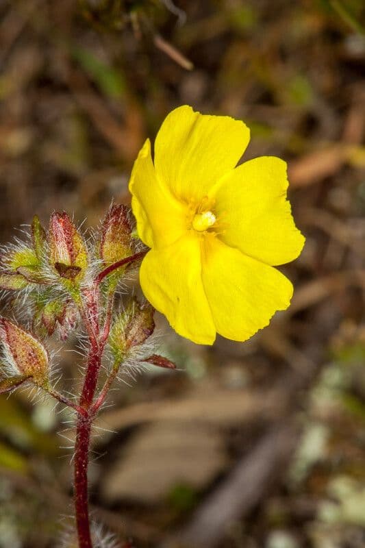 Tuberaria