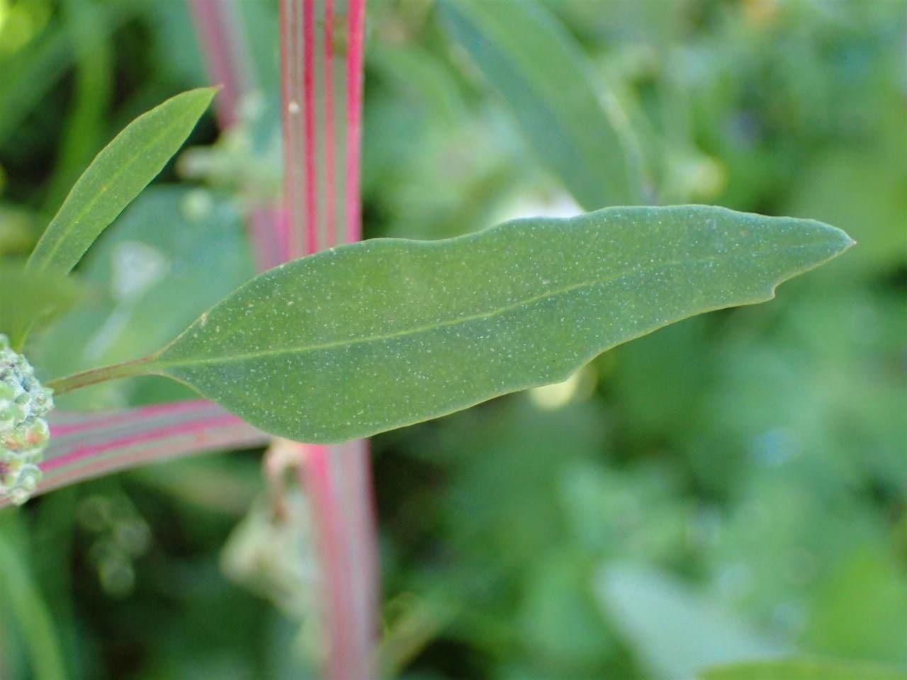 Chenopodio rigido 16