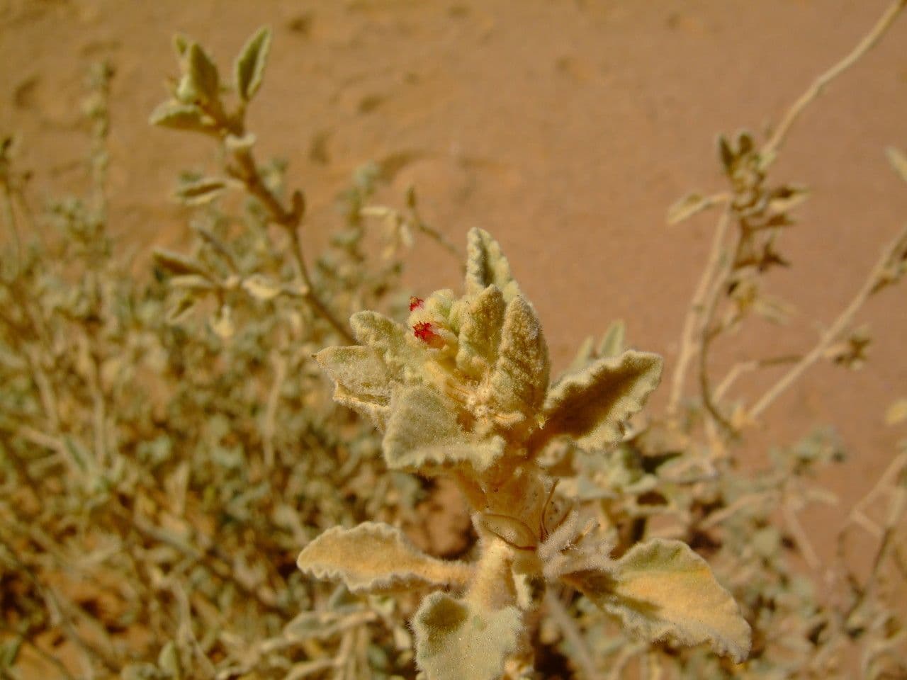 Chrozophora 14