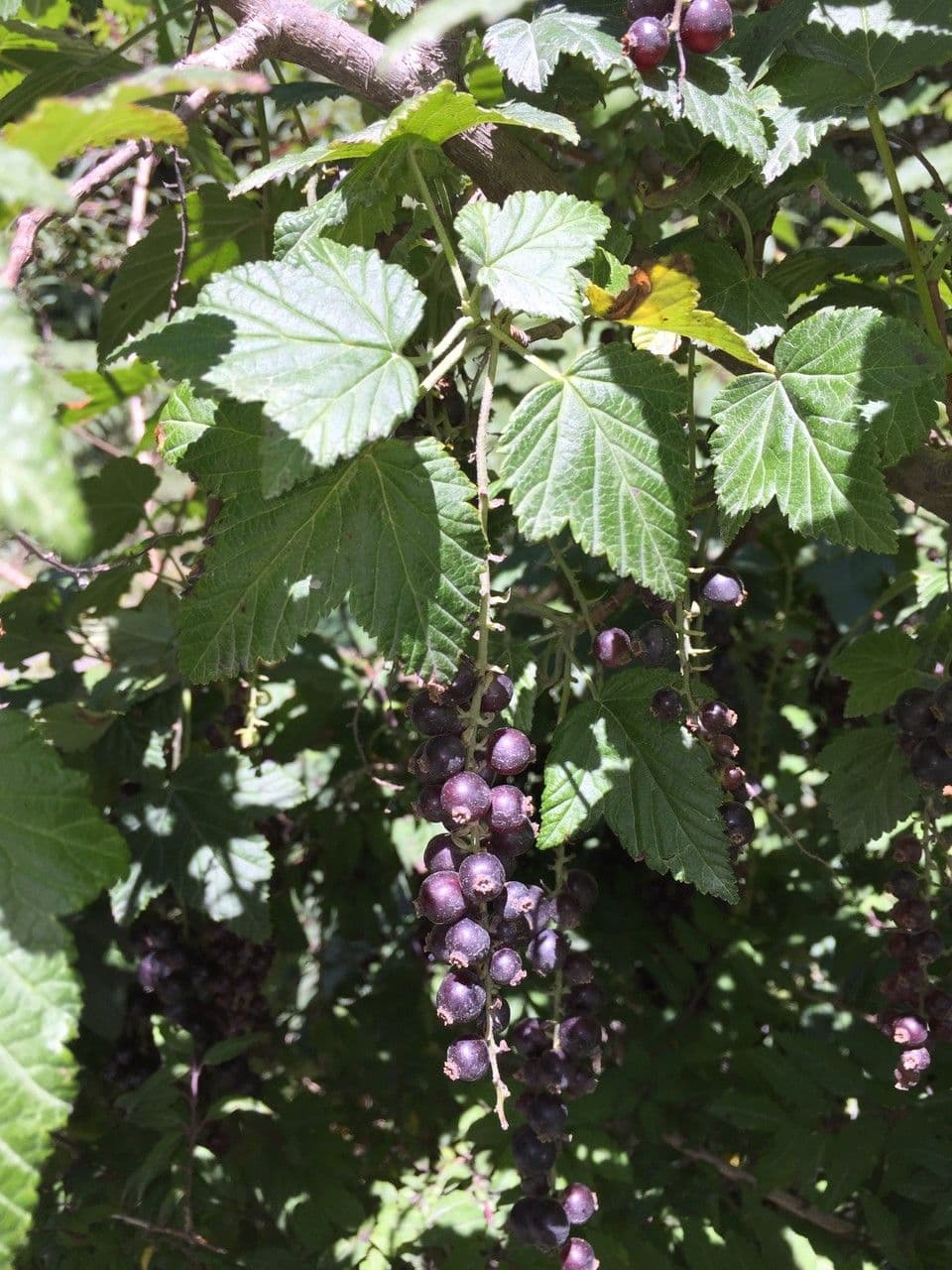 Ribes 21