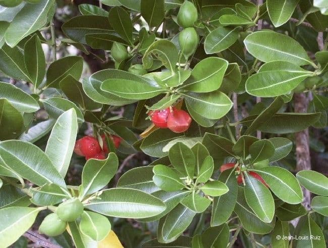 Ochrosia eliptická 13