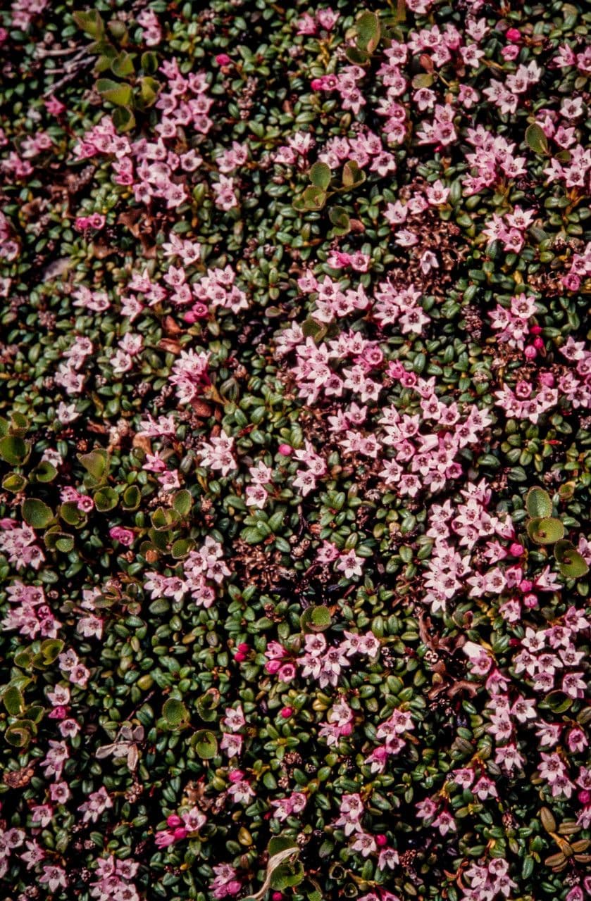 Azalea rastrera 5