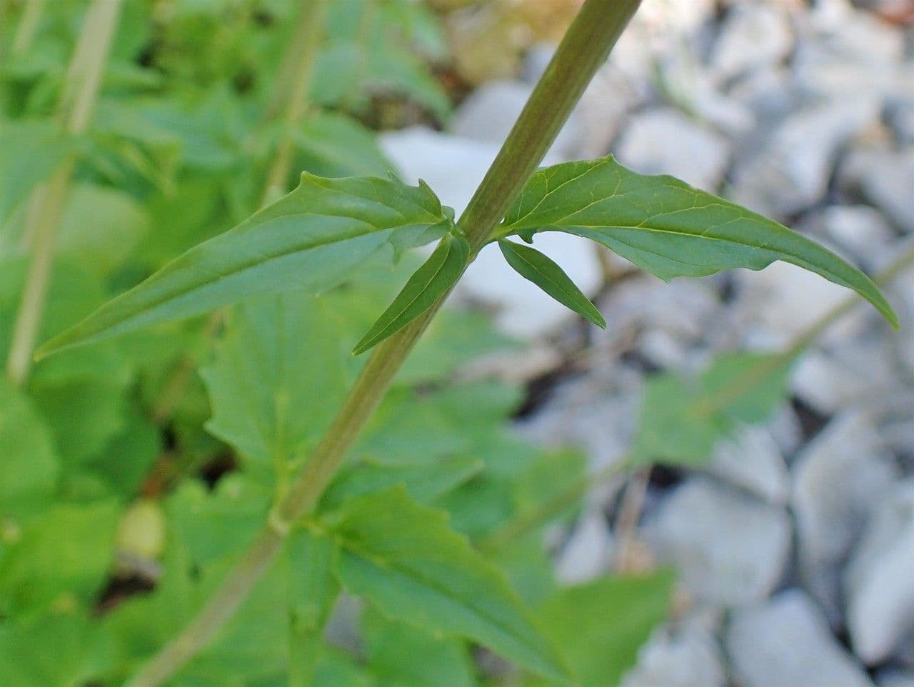 Valeriana trifogliata 25