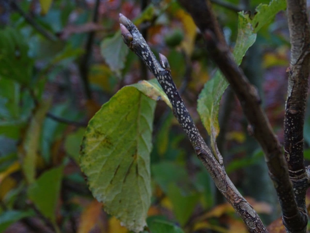 Thomsonaria 3