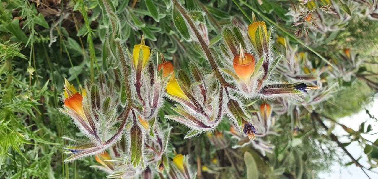 Goccia d'oro rocciosa 5
