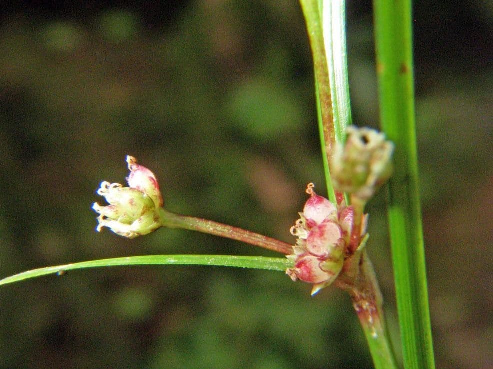 Calyptrocarya glomerulata 8