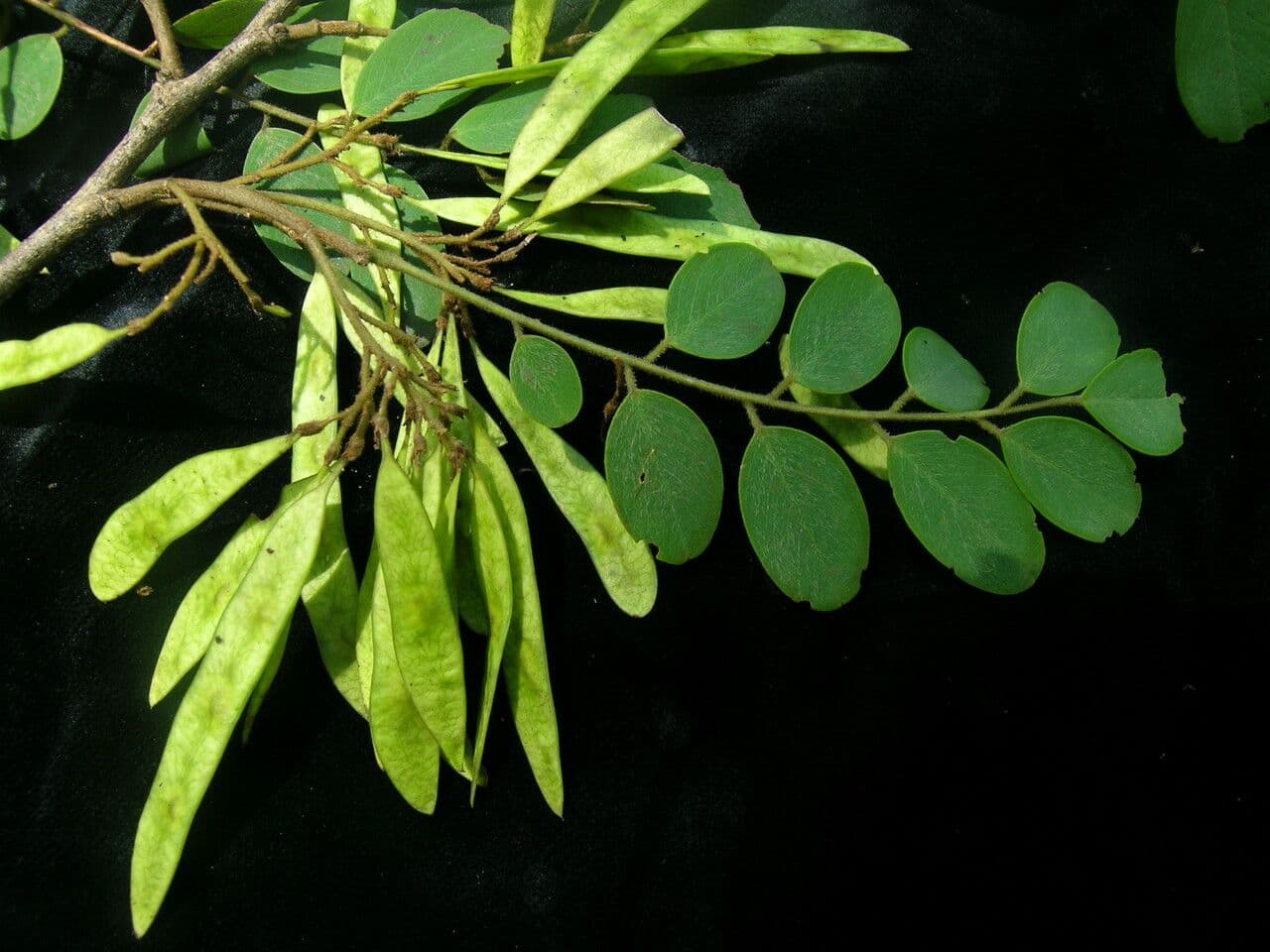 Dalbergia 3