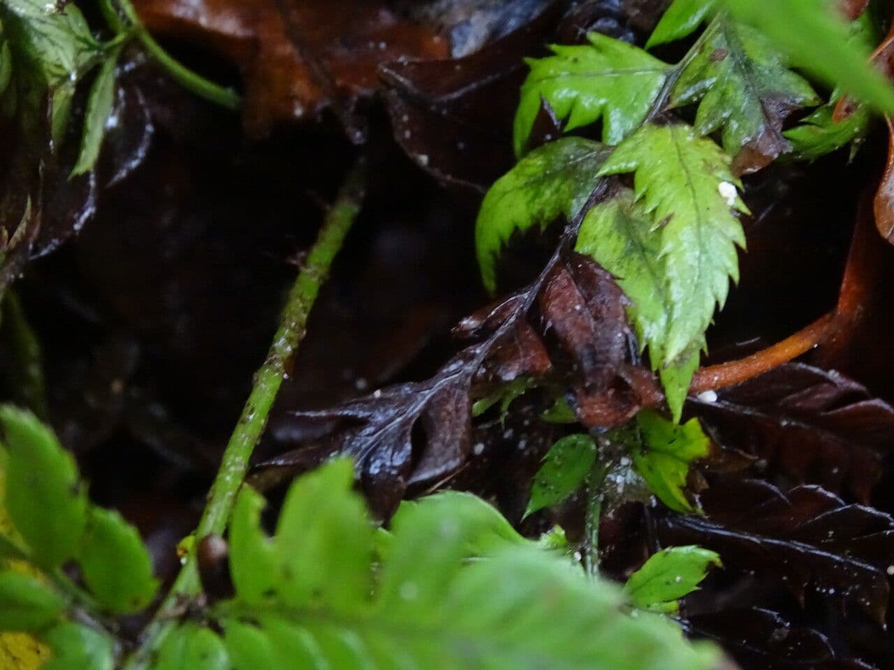 Polystichum 12