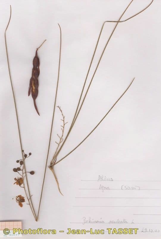 Parkinsonia 29