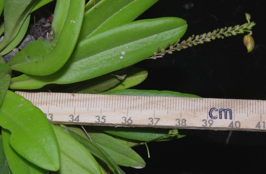 Scaphosepalum 7