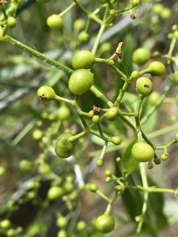 Färberkrapp 5