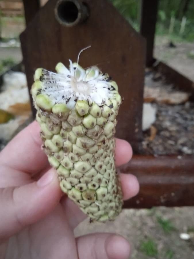 Monstera 3