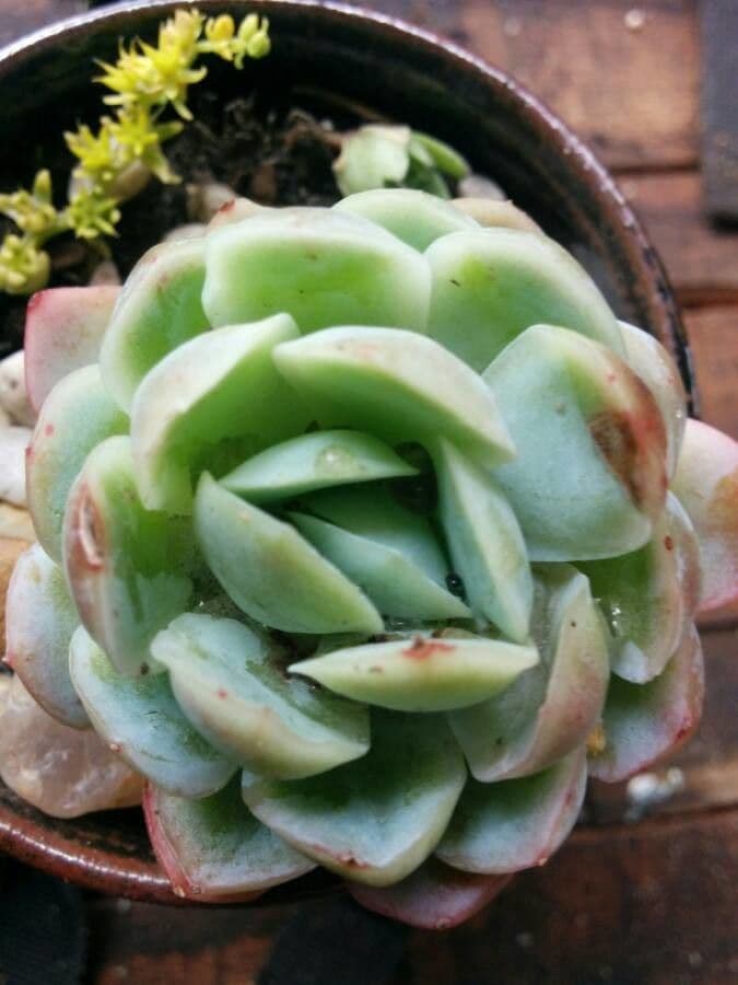 Semprevivo maggiore 26