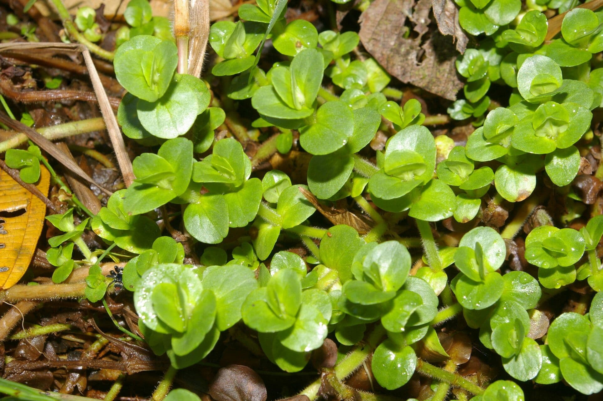 Bacopa salzmannii 6