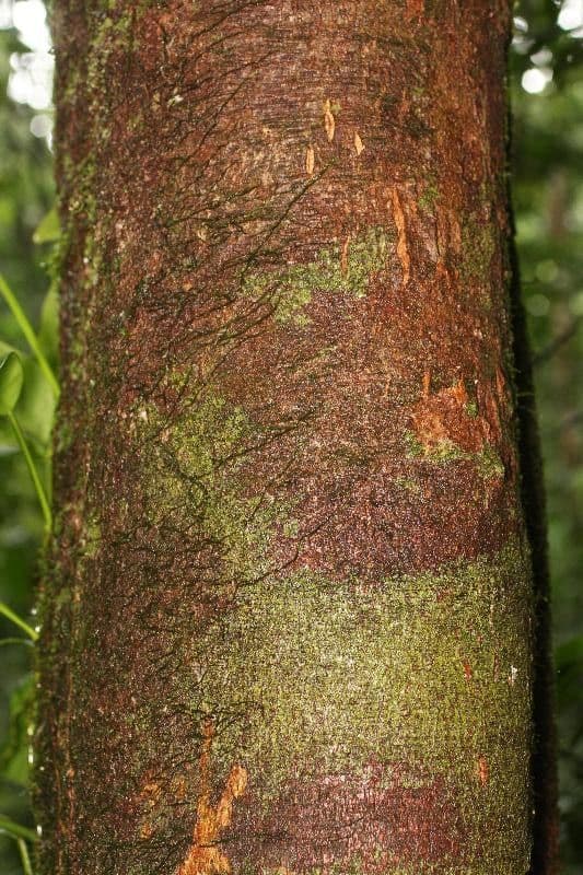Apeiba 8