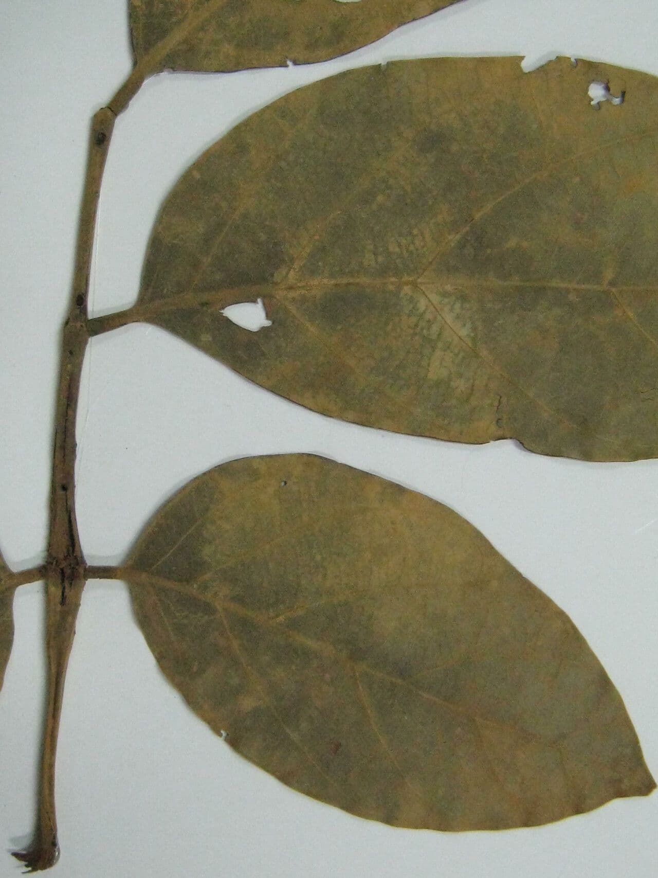 Tachigali