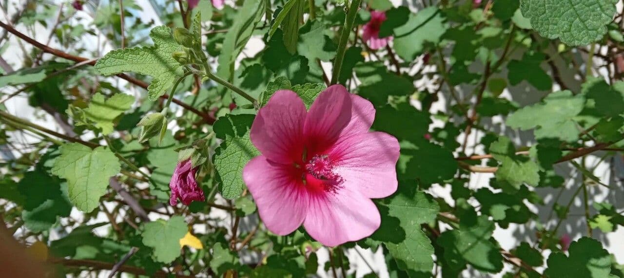 Anisodontea 3