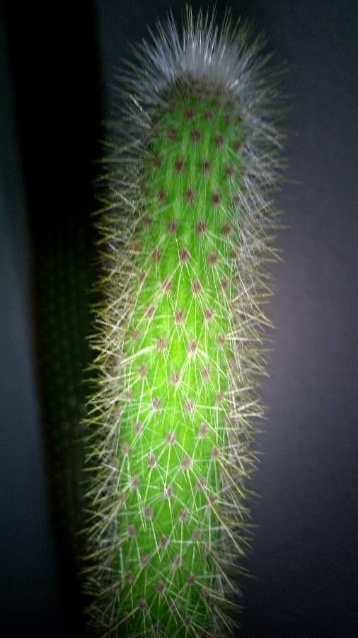 Cactus di Baumann 15