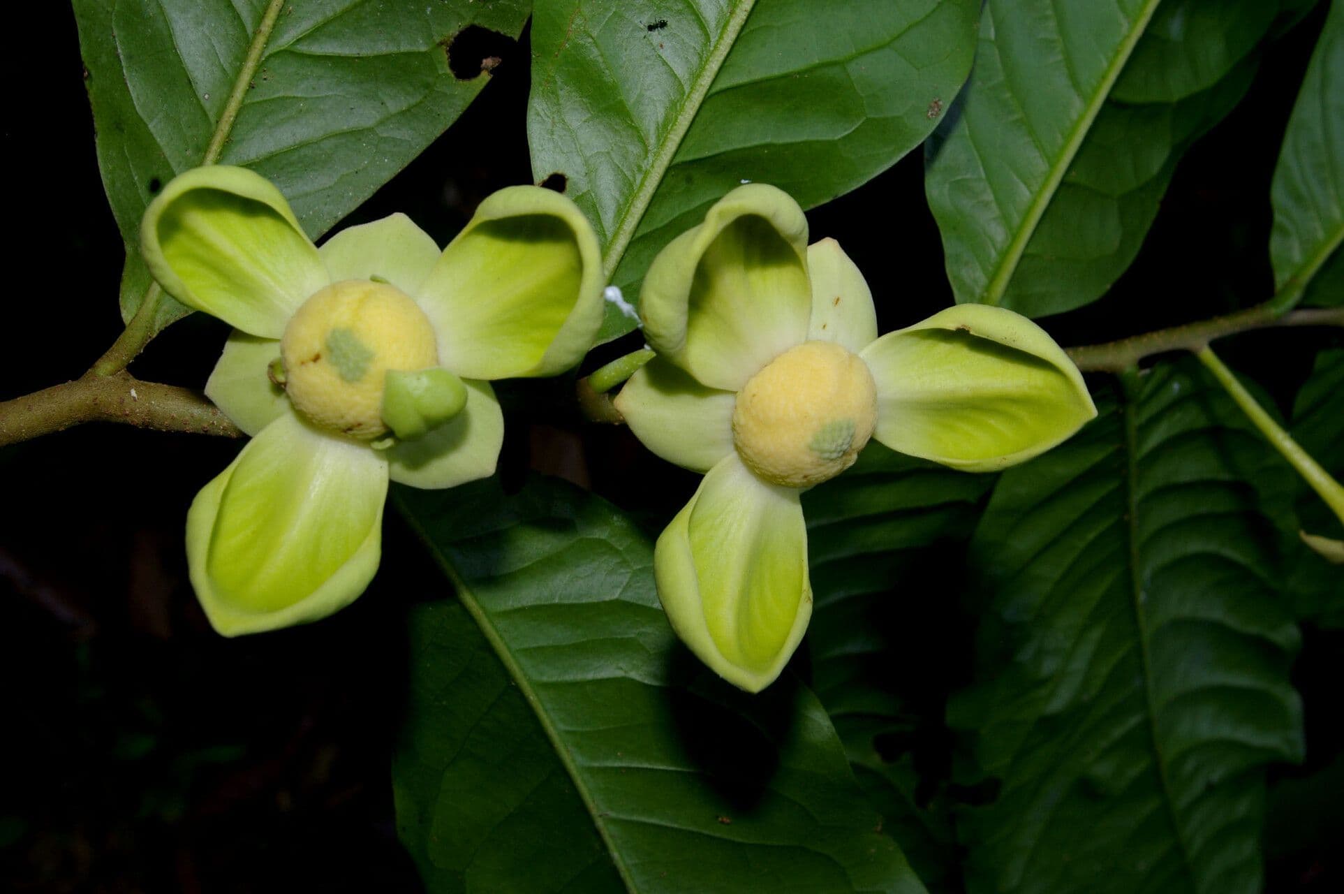 Cymbopetalum