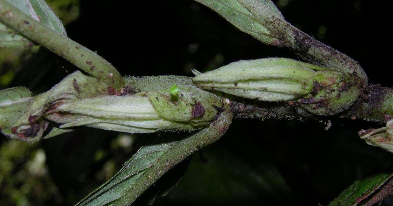 Columnea