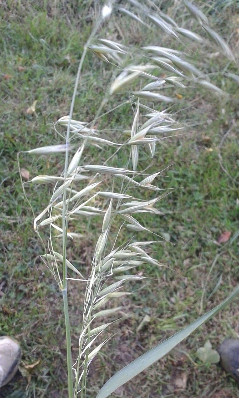 Avena strigosa 16