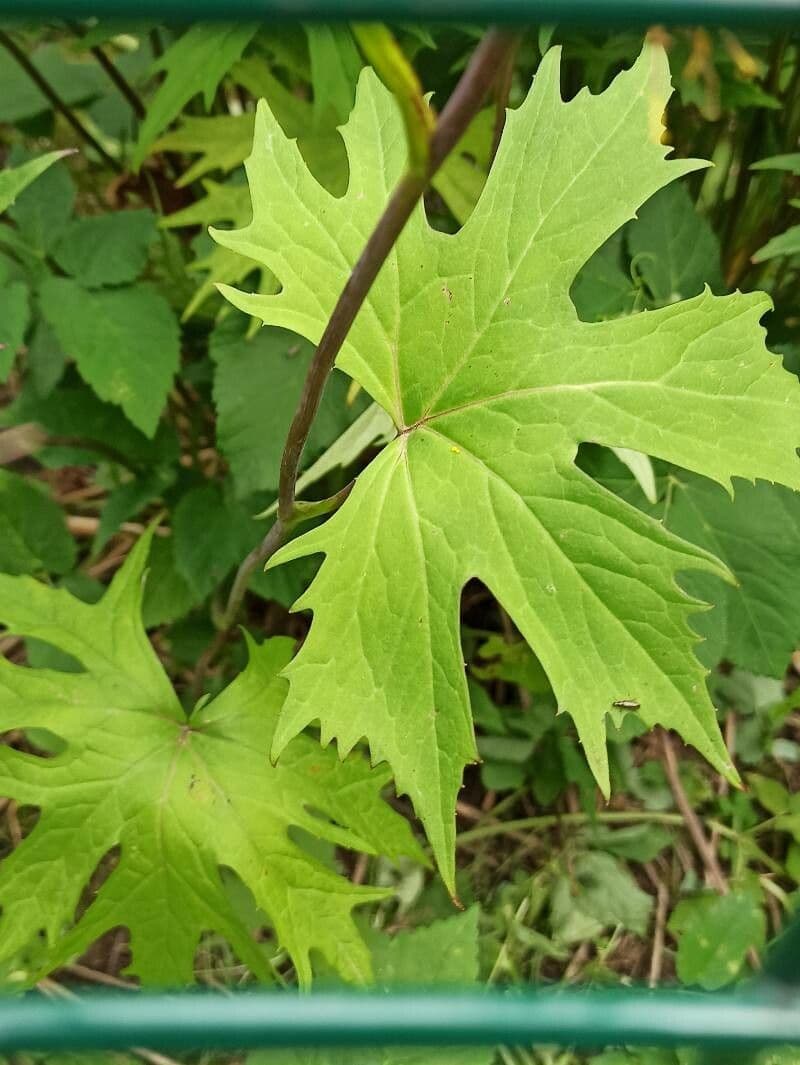 Ligularia 16