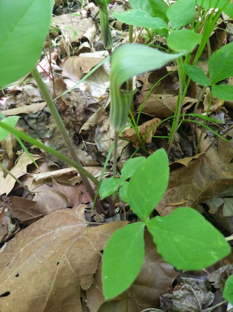 Arisema trójlistna 26