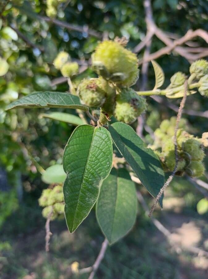 Croton 3