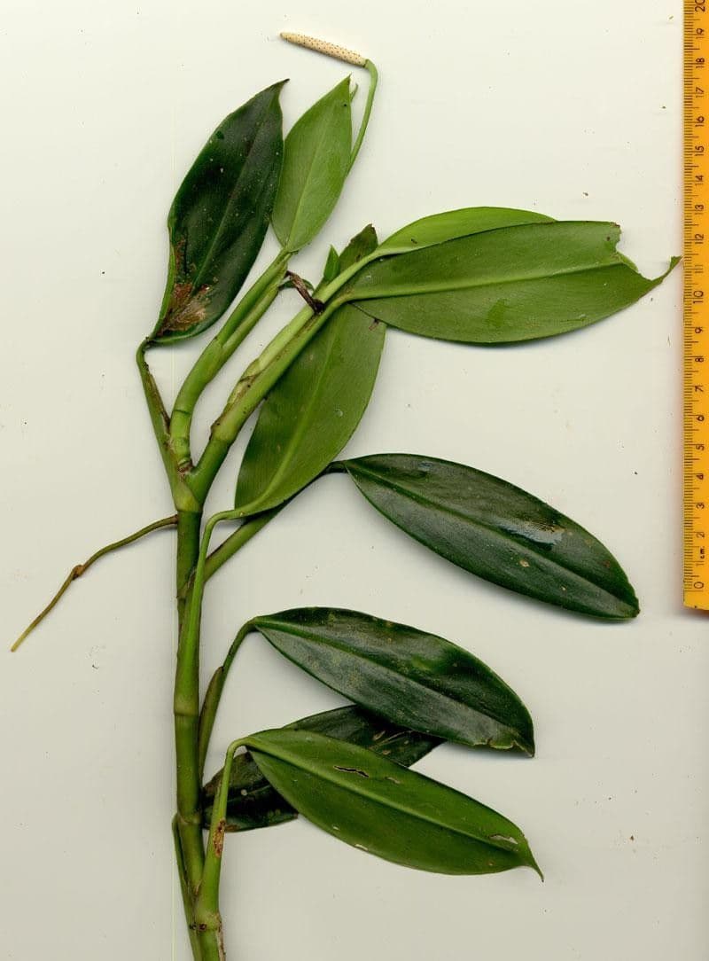 Stenospermation angustifolium 5