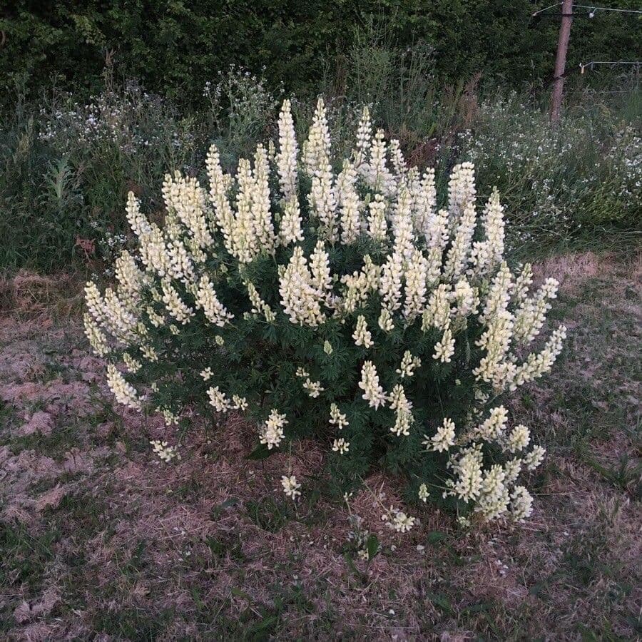 Baum-Lupine 15
