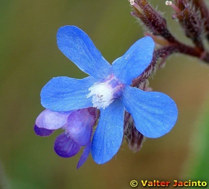 Buglossoides azzurra 6