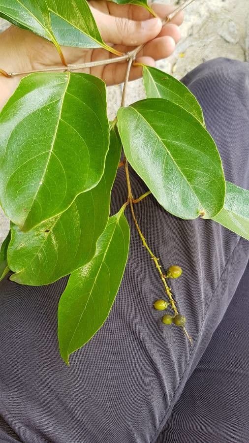 Citharexylum 3