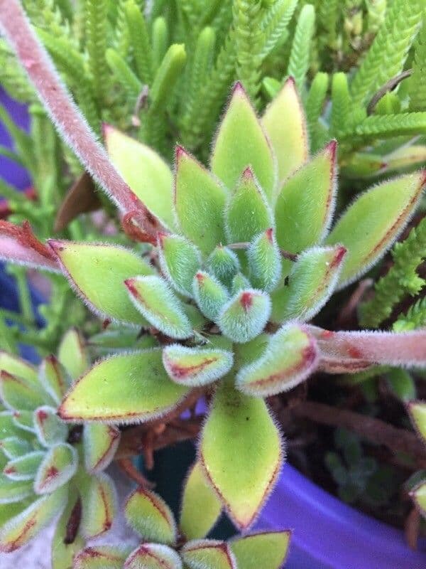 Echeveria 9