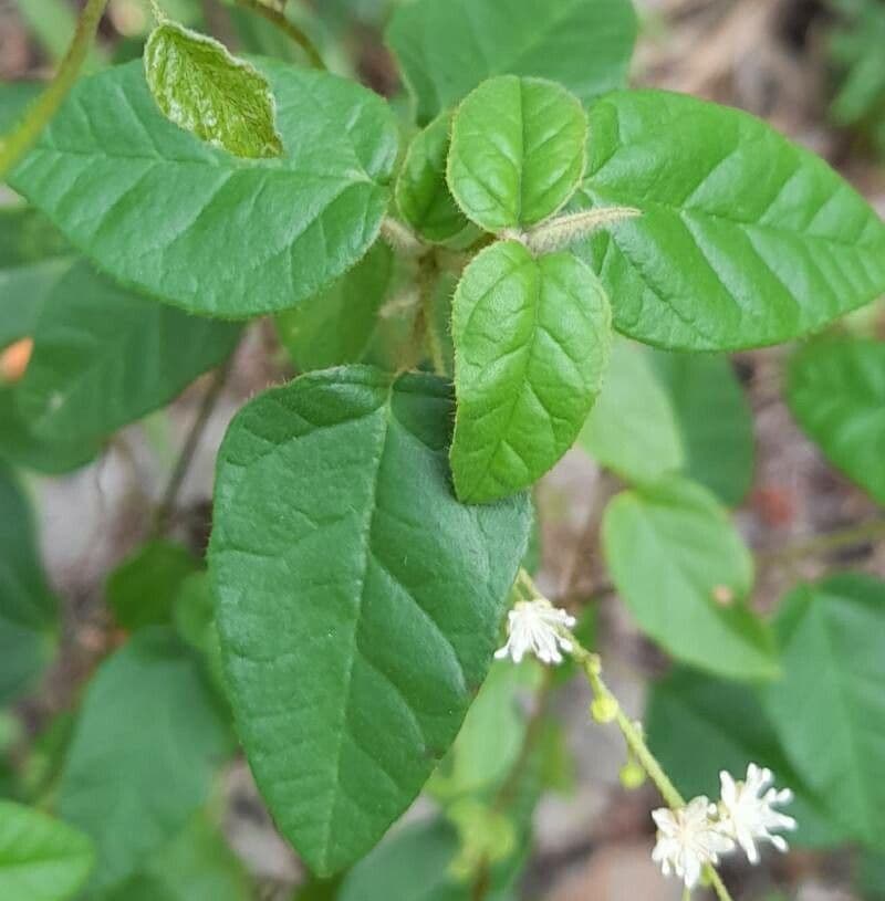 Croton basso 3