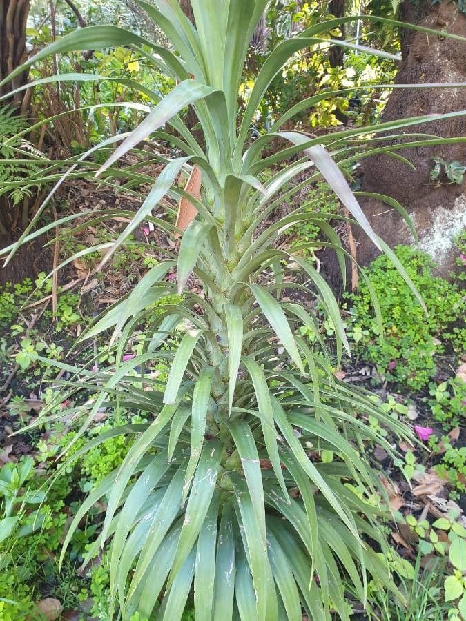 Dracena 5