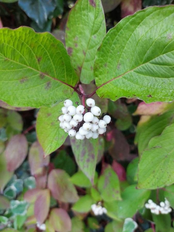 Svída výběžkatá 17