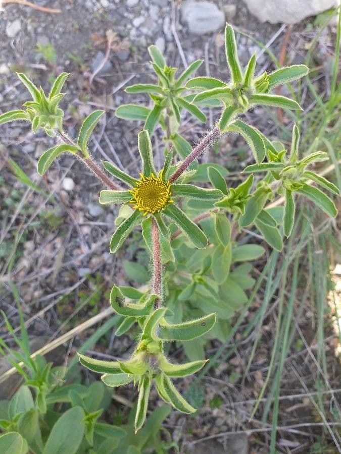 Asteroide spinoso 10
