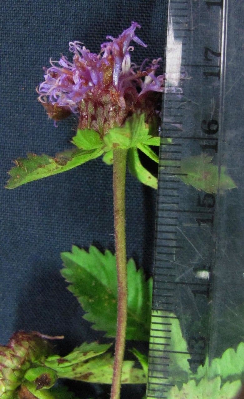 Centratherum punctatum 19