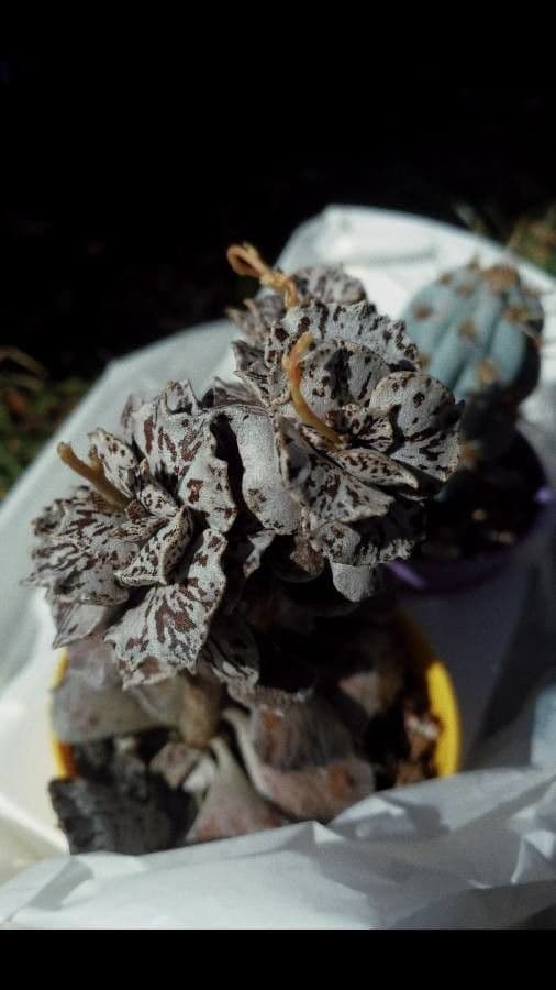 Kalanchoe romboidalna 3