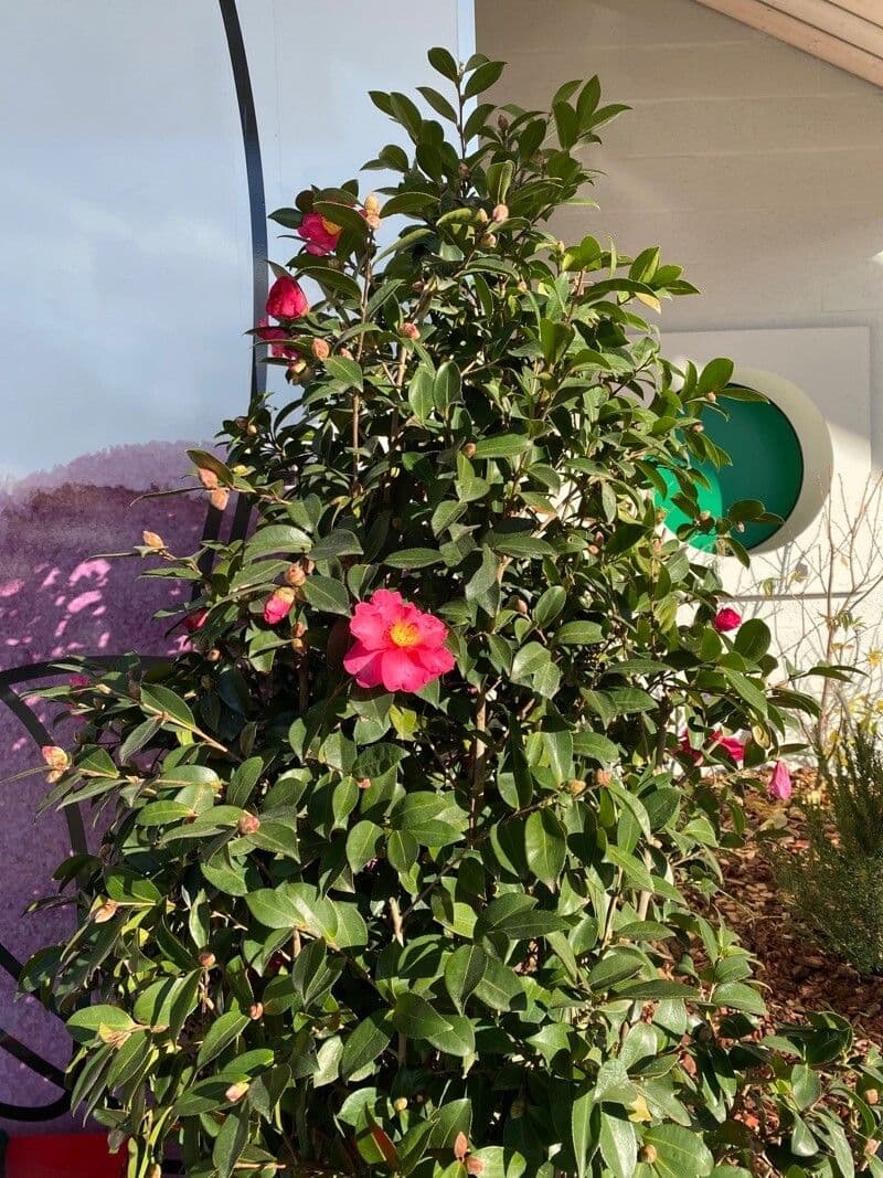 Camelia sasanqua 13