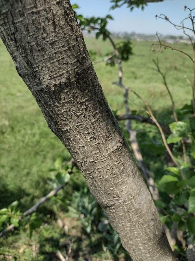 Salpichroa origanifolia 25