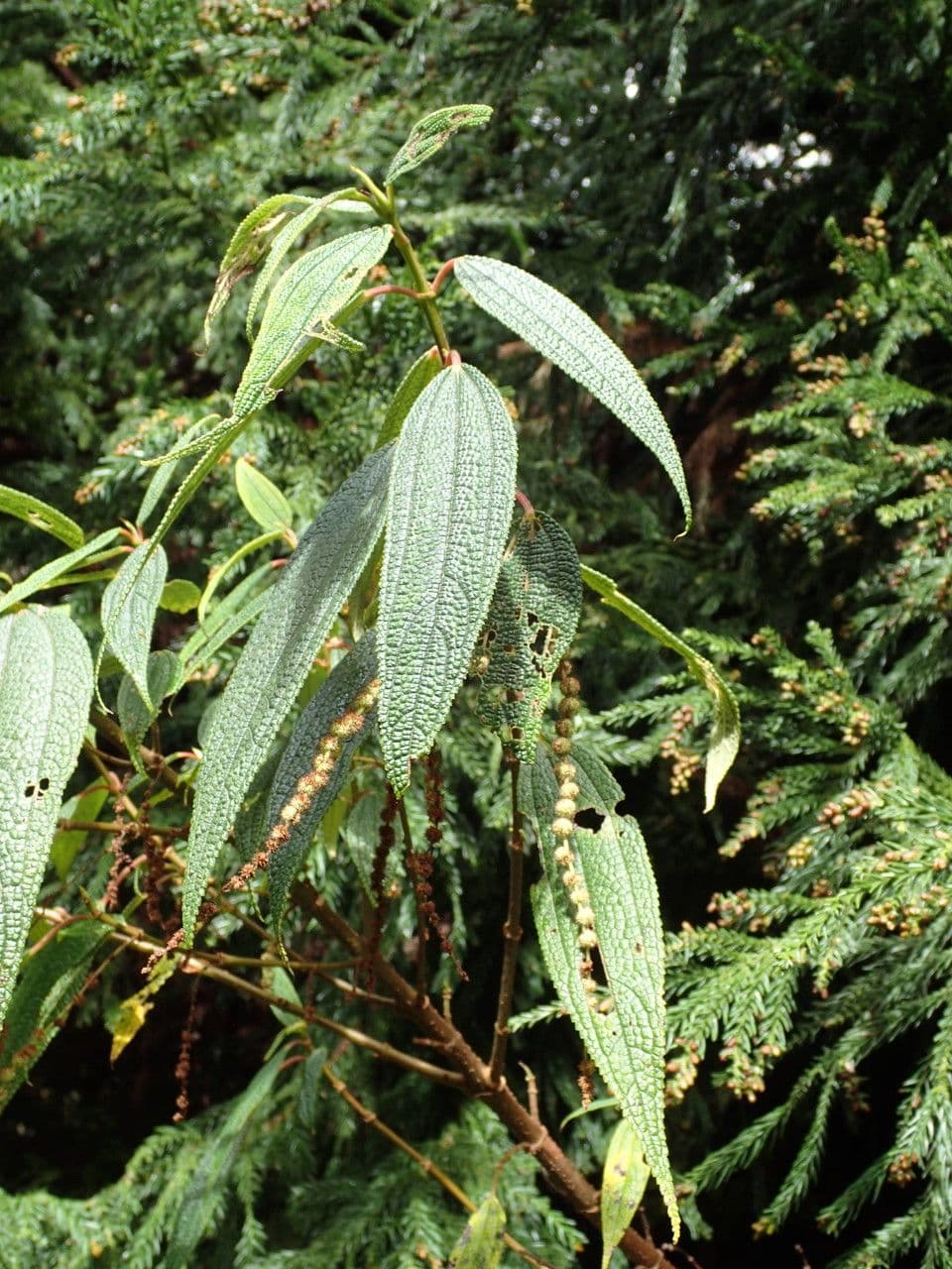 Ortica falsa pendula 27