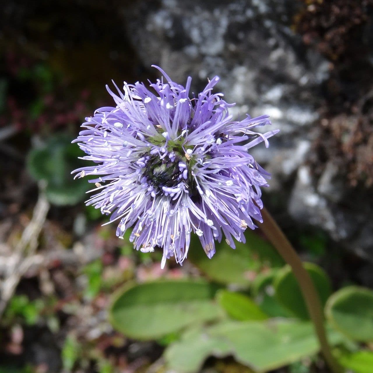 Koulenka bezstvolá 4