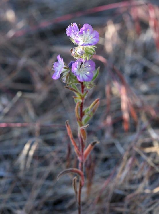 Linear-leaf phacelia 7